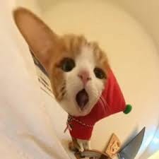 Nguyễn Đại Việt avatar